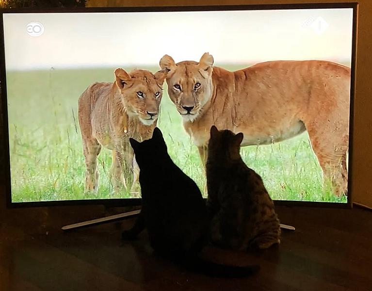 Kattenpraat