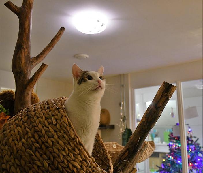 Kattenpraat