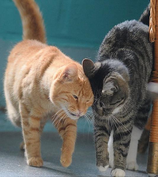 Kattenpraat