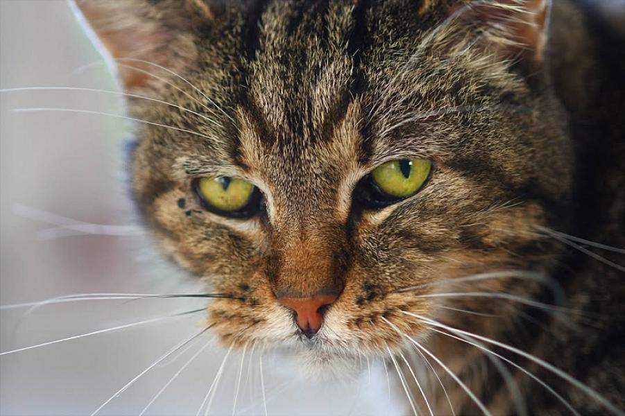Kattenpraat