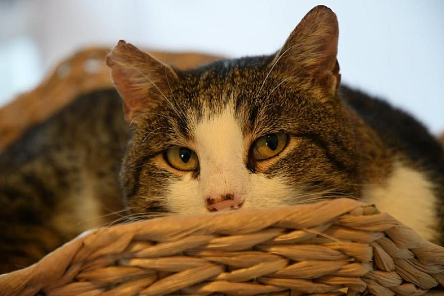 Kattenpraat