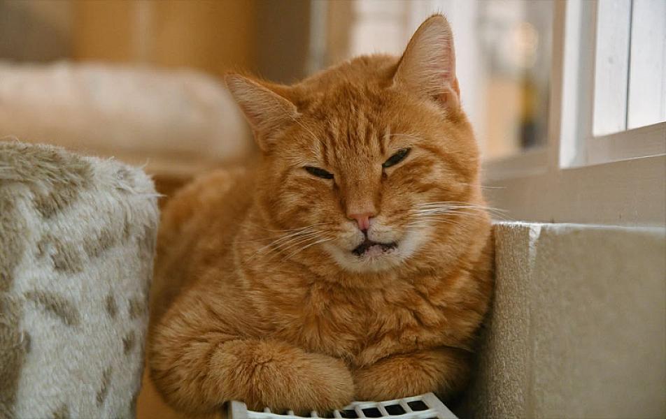 Kattenpraat