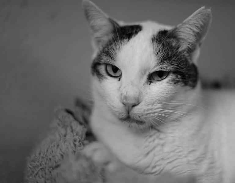 Kattenpraat