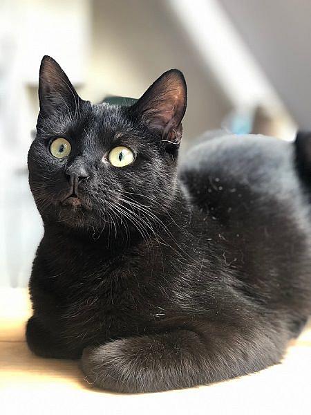 Kattenpraat