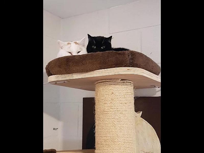 Kattenpraat