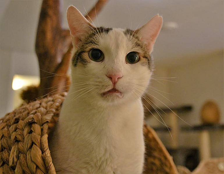 Kattenpraat