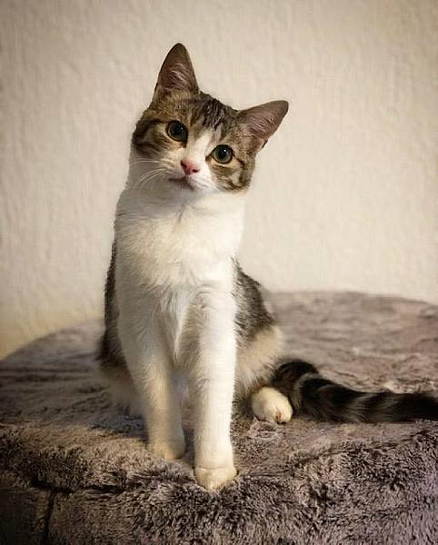 Kattenpraat