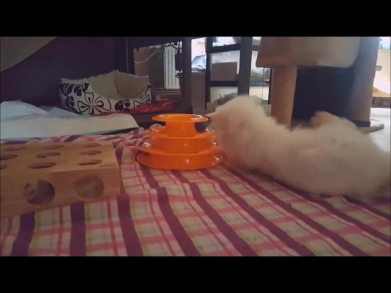 Kattenpraat