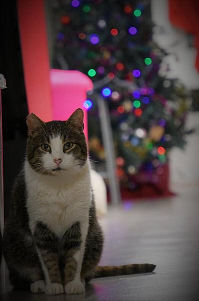 Kattenpraat