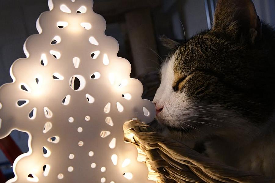 Kattenpraat