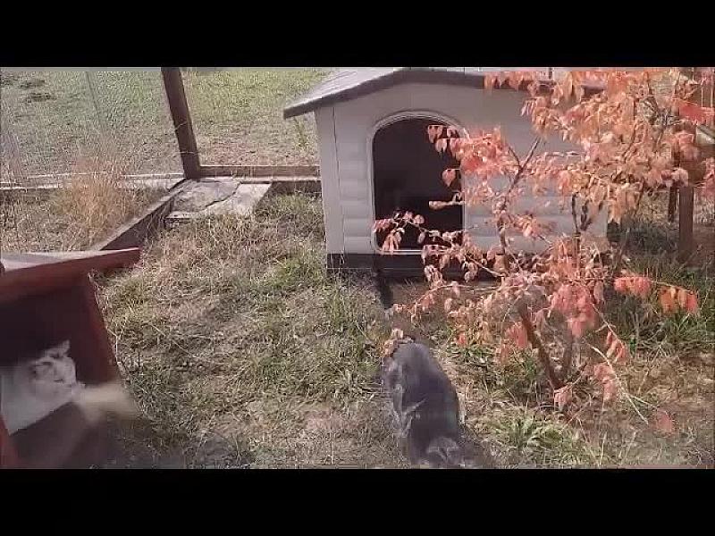 Kattenpraat