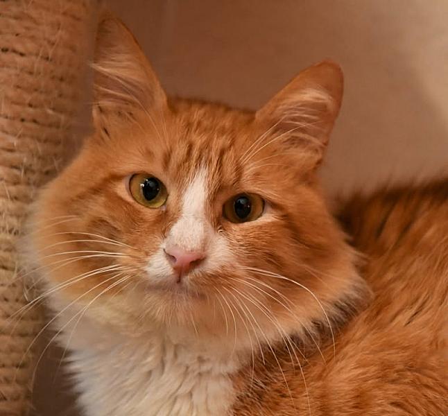 Kattenpraat