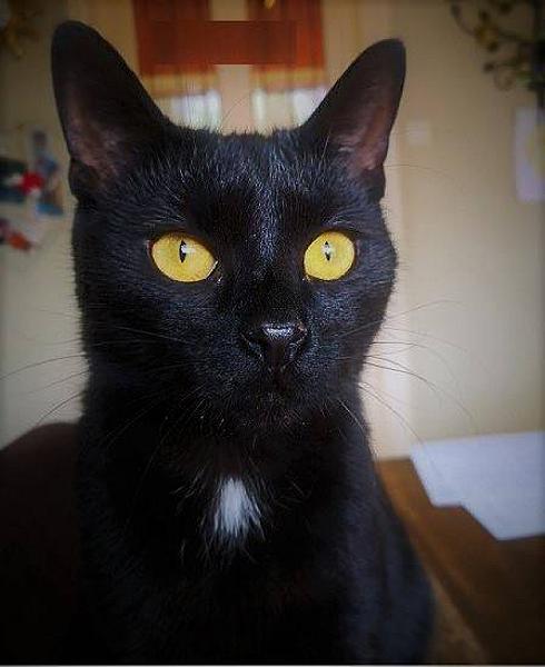 Kattenpraat