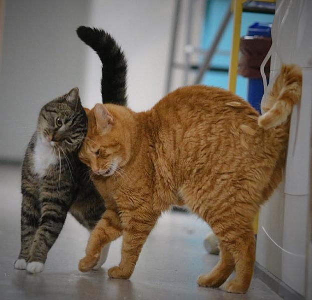 Kattenpraat