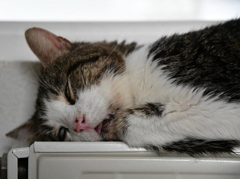 Kattenpraat