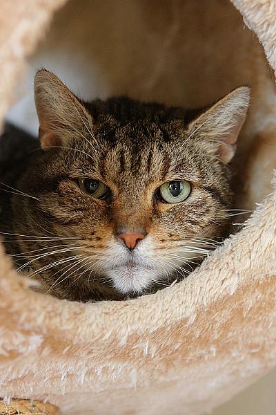 Kattenpraat