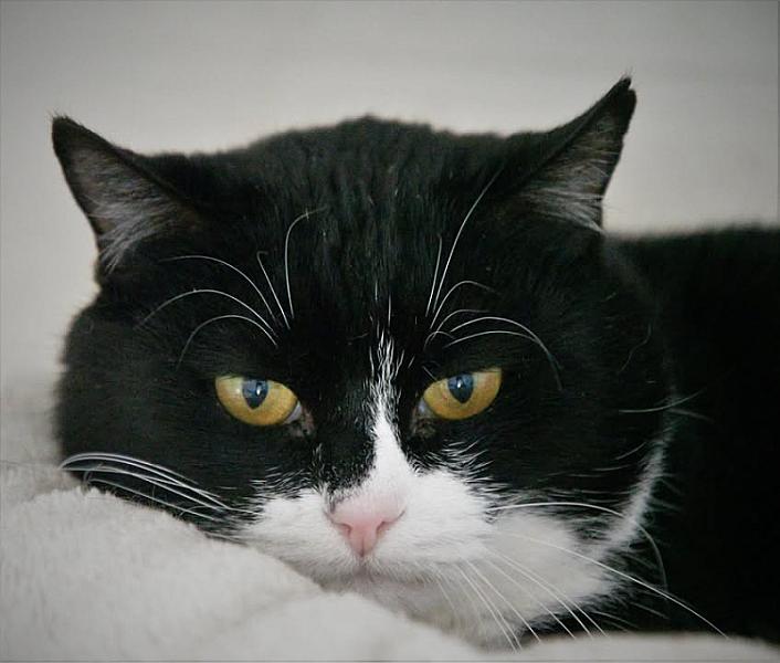 Kattenpraat