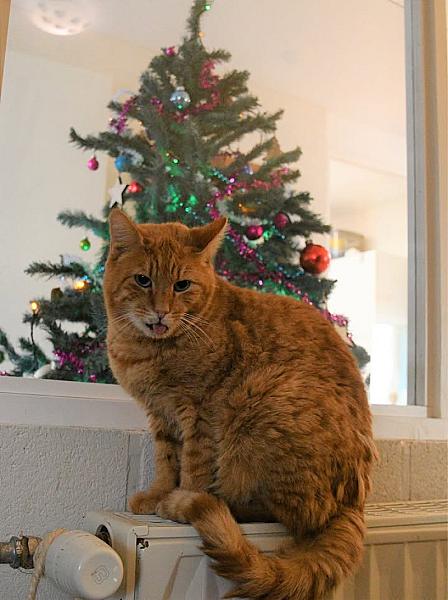 Kattenpraat