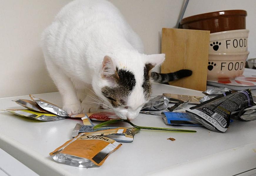 Kattenpraat