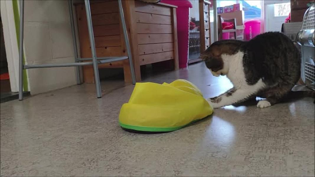 Kattenpraat