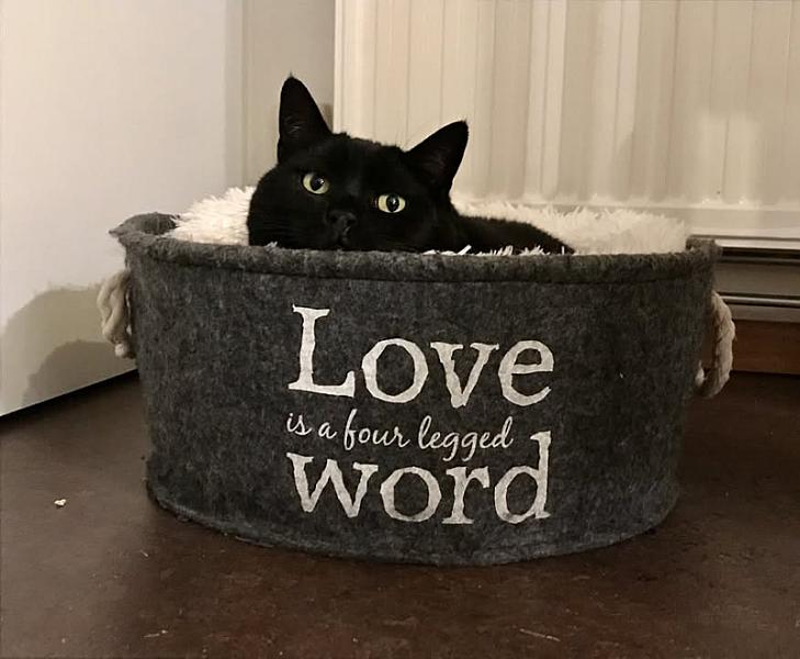 Kattenpraat
