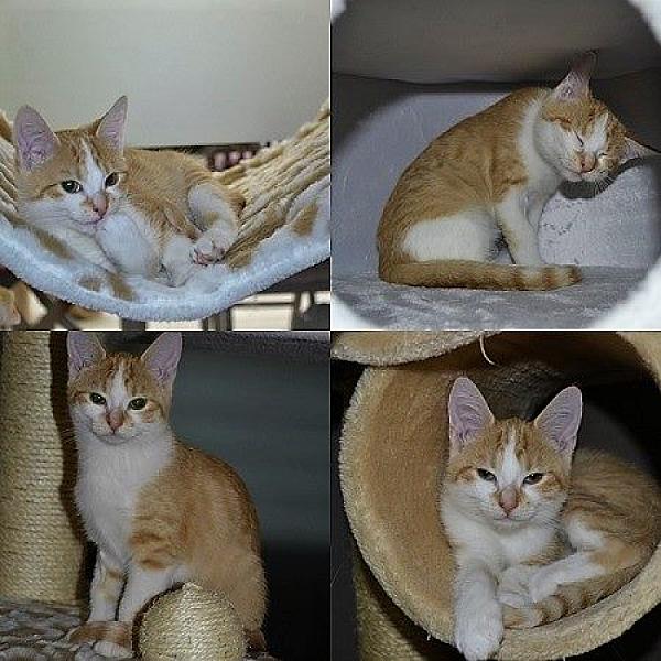 Kattenpraat