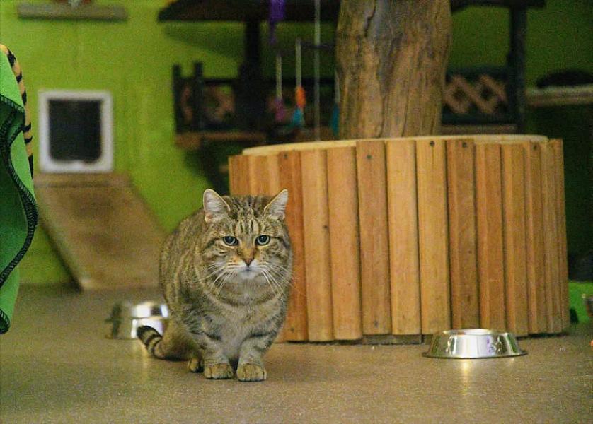 Kattenpraat