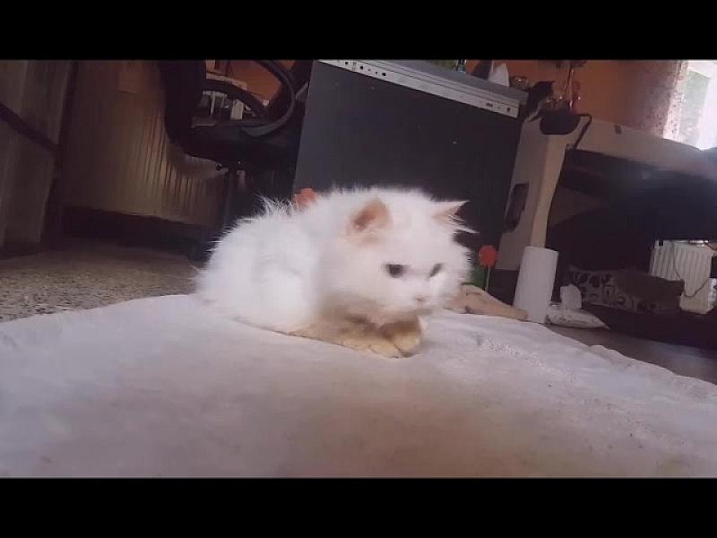 Kattenpraat