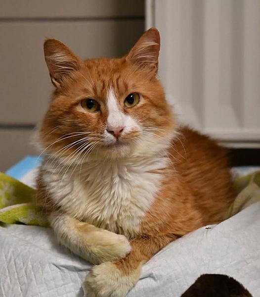Kattenpraat