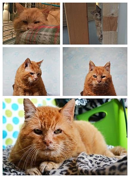 Kattenpraat