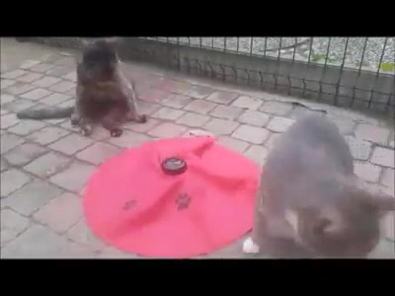 Kattenpraat