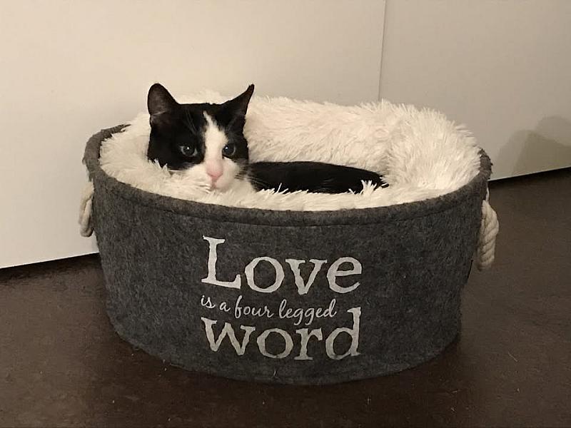 Kattenpraat