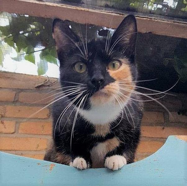 Kattenpraat