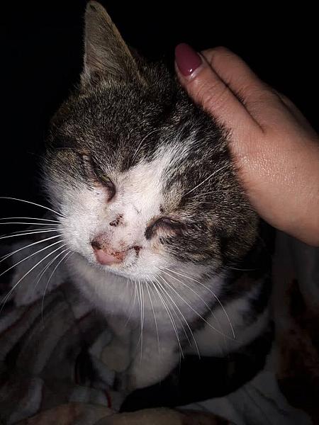 Kattenpraat