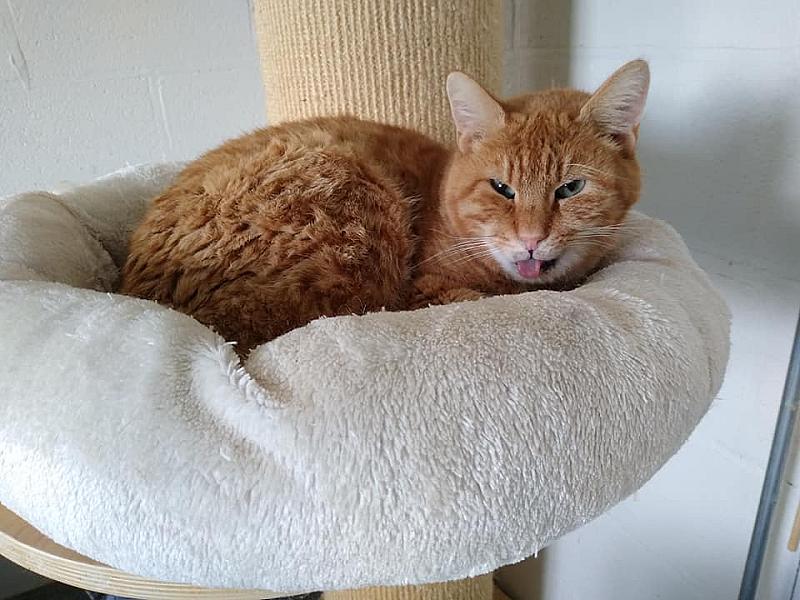 Kattenpraat