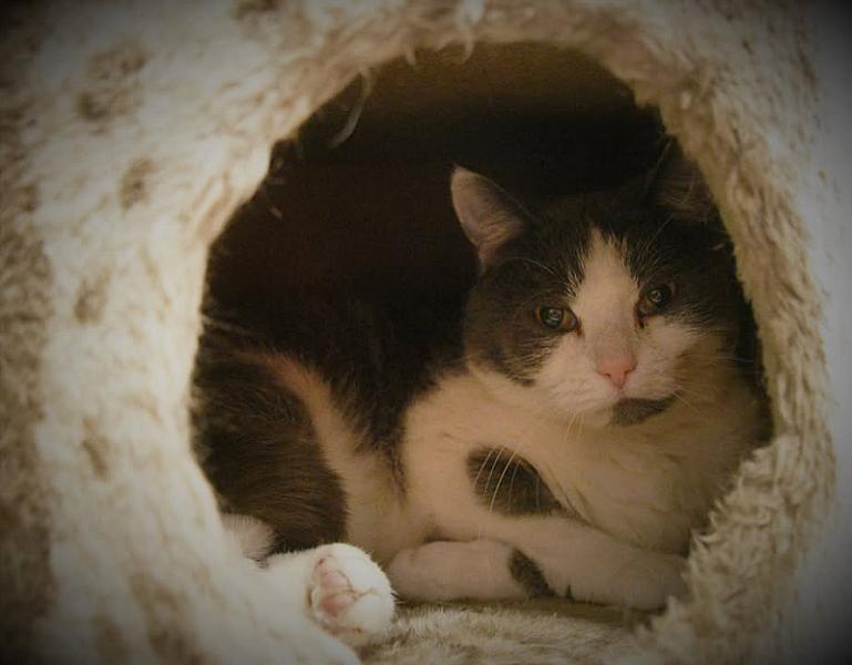 Kattenpraat