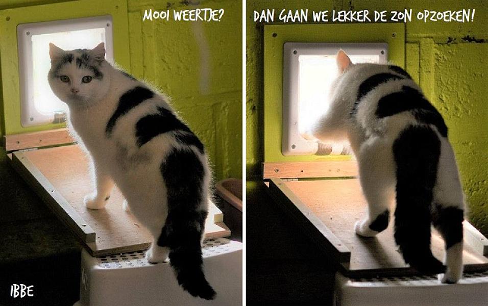 Kattenpraat