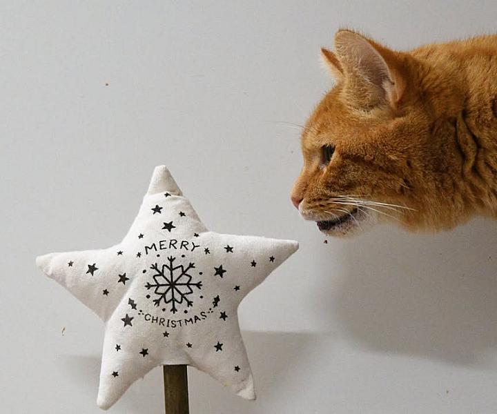 Kattenpraat