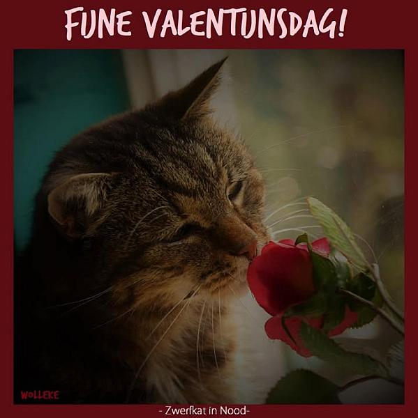 Kattenpraat