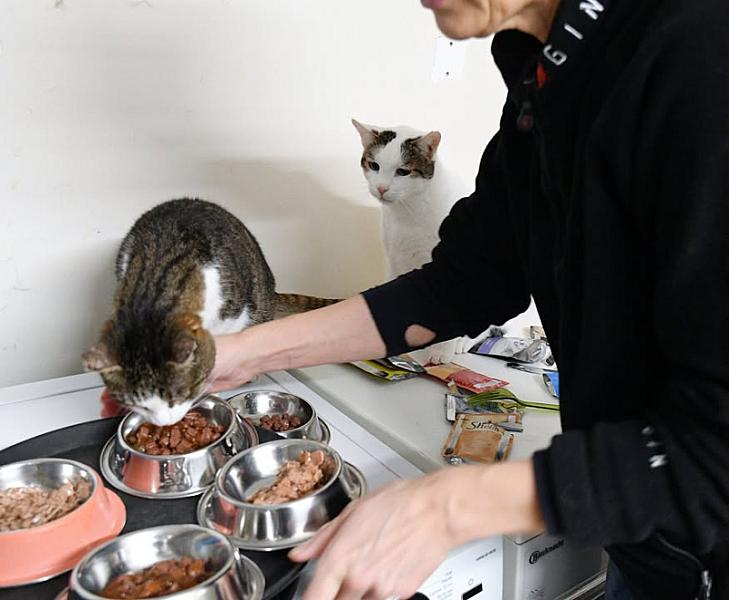 Kattenpraat