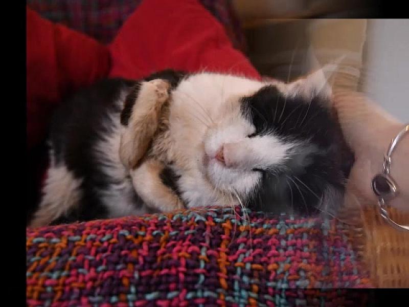 Kattenpraat