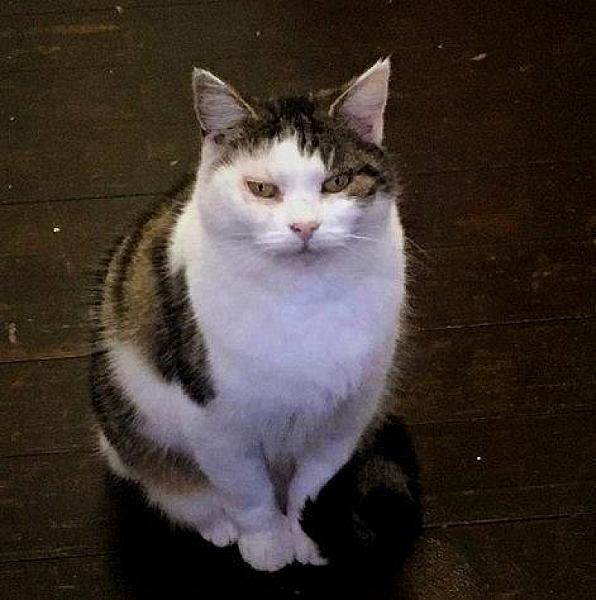 Kattenpraat