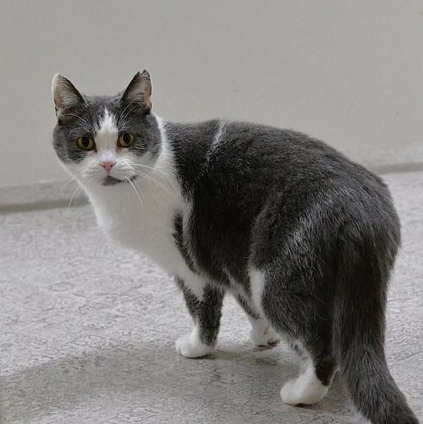 Kattenpraat