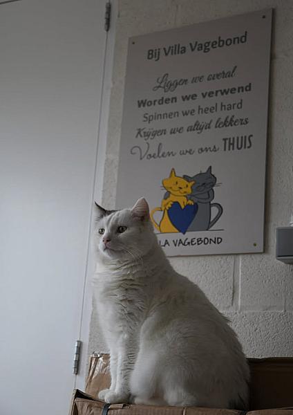 Kattenpraat