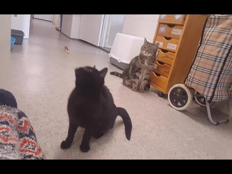 Kattenpraat