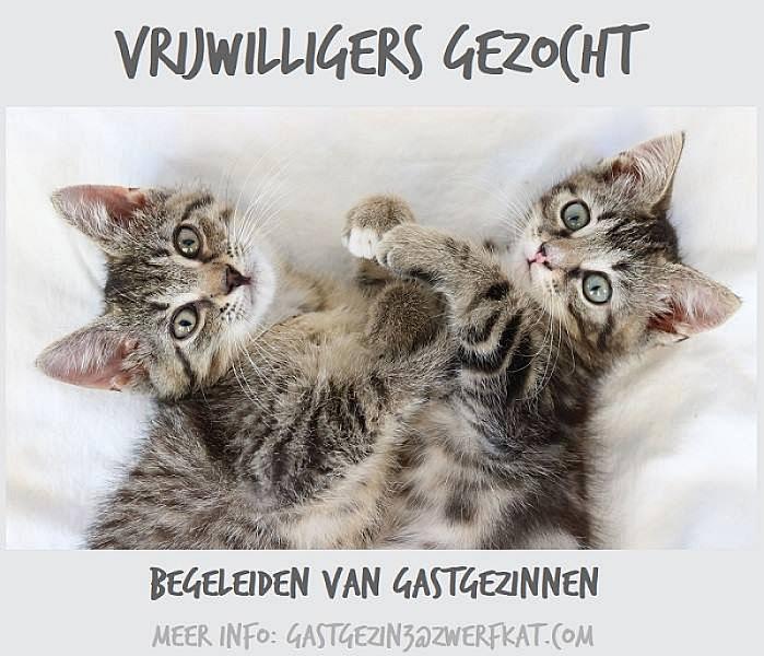 Kattenpraat