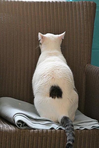 Kattenpraat