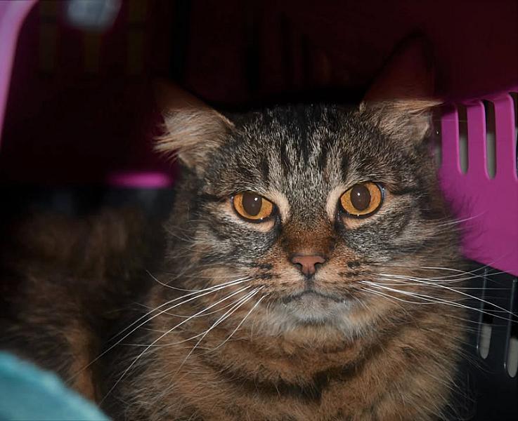 Kattenpraat
