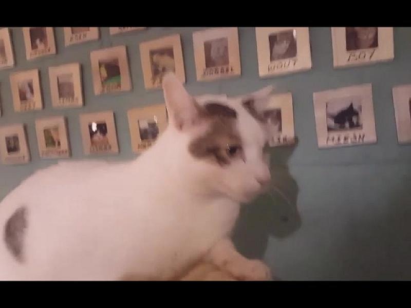 Kattenpraat