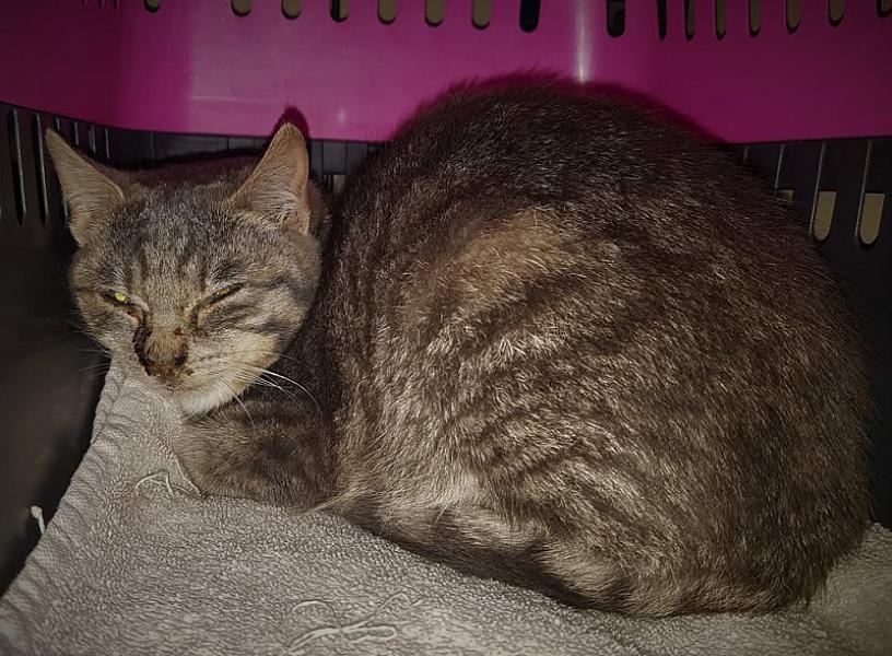 Kattenpraat